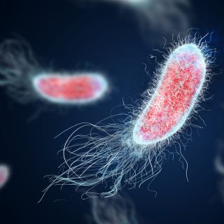 Vorbeugung von wiederkehrenden Harnwegsinfektionen
